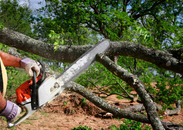 Best Commercial Tree Services  in Hayden, ID